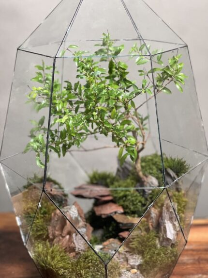 تراریوم بنسای انار طرح دره ی سرخ
