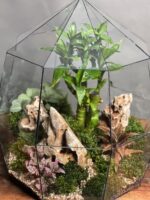 تراریوم لوتوس بامبو طرح تپلف