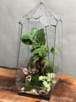 تراريوم بنسای فیکوس طرح الماس سبز