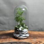 تراریوم رطوبتی شامادورا طرح وایت تایگر