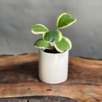 گیاه هویا کری ابلق