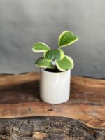 گیاه هویا کری ابلق