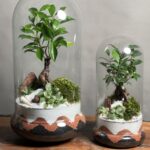 تراریوم بنسای فیکوس دو سایز طرح لیپ
