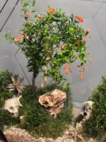 تراریوم لاکچری بنسای انار طرح دره قرمز