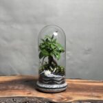 تراریوم بنسای فیکوس طرح مینی گری