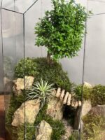 تراریوم لاکچری بنسای ژاپونیکا طرح پل معلق