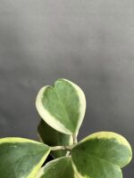 گیاه هویا کری ابلق