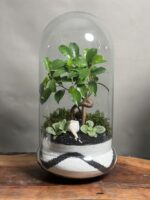 ۲ عدد تراریوم بنسای فیکوس طرح وایت دبل