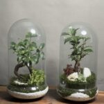 تراریوم بنسای فیکوس ۲ عدد طرح گرین