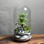 تراریوم بنسای فیکوس طرح وایت گری