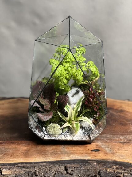 تراریوم رطوبتی طرح توپولی