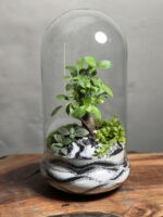 تراریوم بنسای فیکوس طرح وایت گری