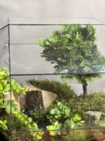 تراریوم بنسای کاج نانا طرح بیگ کیج