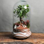 تراریوم بنسای فیکوس طرح فینگر وویز