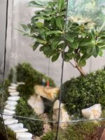 تراریوم بنسای پیتسپروم طرح بشکه آرامش