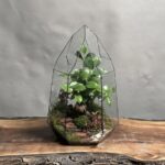 تراریوم بنسای فیکوس طرح رد دایموند