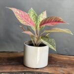 گیاه آگلونما کالباسی