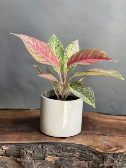 گیاه آگلونما کالباسی
