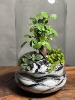 تراریوم بنسای فیکوس طرح وایت گری