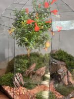 تراریوم لاکچری بنسای انار طرح رد تیری
