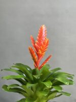 گیاه ورزیا نارنجی