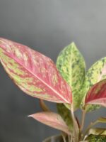 گیاه آگلونما کالباسی
