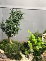 تراریوم بنسای ژاپونیکا طرح گرین بوک