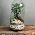 تراریوم ‌بنسای فیکوس طرح وایت ابر و موج
