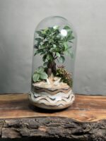 تراریوم بنسای فیکوس طرح وایت ابر و موج