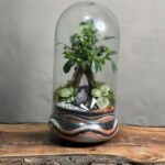 تراریوم بنسای فیکوس طرح ابر موج