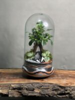 تراریوم بنسای فیکوس طرح ابر موج