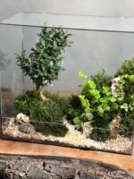 تراریوم بنسای ژاپونیکا طرح گرین بوک