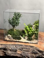 تراریوم بنسای ژاپونیکا طرح گرین بوک