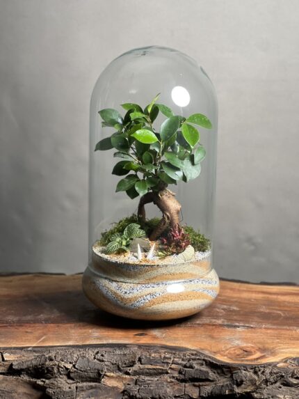 تراریوم بنسای فیکوس طرح سوپر یلو