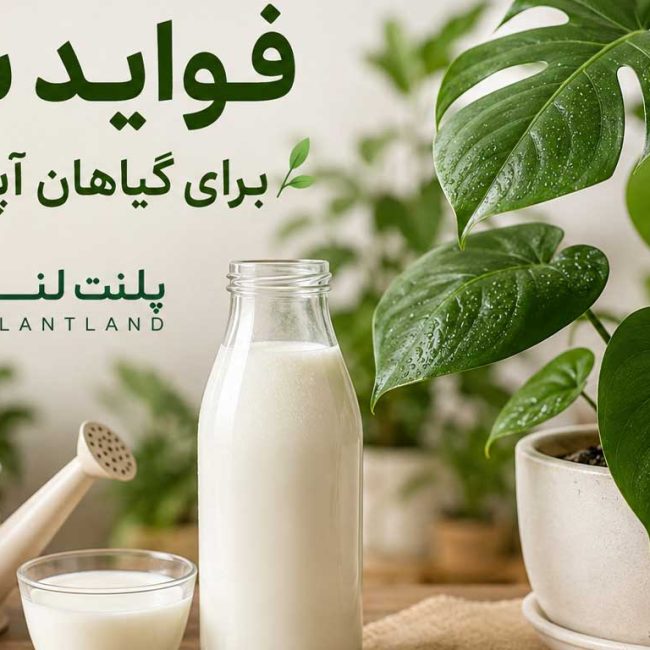 فواید شیر برای گیاهان آپارتمانی