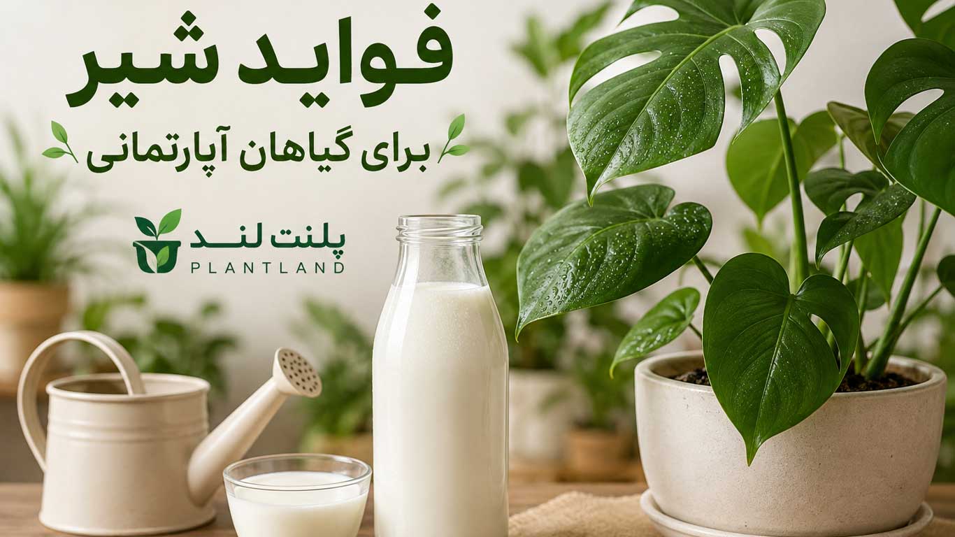 فواید شیر برای گیاهان آپارتمانی