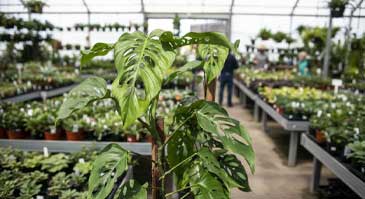 معرفی انواع گیاه برگ انجیری: مانسترا لچرلینا (Monstera lechleriana)