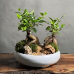 بنسای فیکوس رتوزا طرح دبل گرین