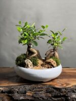 بنسای فیکوس رتوزا طرح دبل گرین