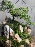 تراریوم لاکچری بنسای جونیپر طرح وایت استون