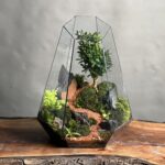تراریوم بنسای ژاپونیکا طرح رد روود