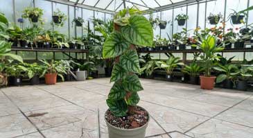 معرفی انواع گیاه برگ انجیری: مانسترا دوبیا (Monstera dubia)