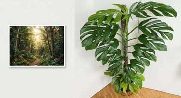 معرفی انواع گیاه برگ انجیری: مانسترا پیناتیپارتیتا (Monstera pinnatipartita)