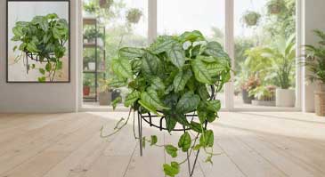 معرفی انواع گیاه برگ انجیری: مانسترا سیلتپکانا (Monstera siltepecana)