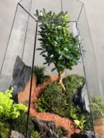 تراریوم بنسای ژاپونیکا طرح رد روود
