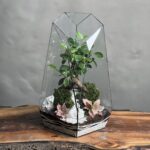 تراریوم بنسای فیکوس طرح گرین فاکس
