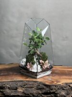 تراریوم بنسای فیکوس طرح گرین فاکس