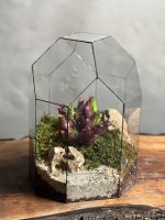تراریوم گیاه حشره خوار ساراسنیا - Image 2