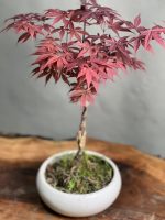 بونسای افرای ژاپنی - Image 4