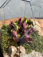تراریوم گیاه حشره خوار ساراسنیا - Image 4